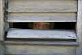 544 - CHILDREN'S EYES - KLASEK JAROSLAV - czech republic